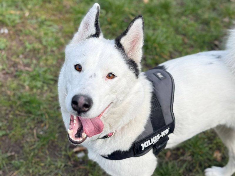 Willow - Image 2 of 2