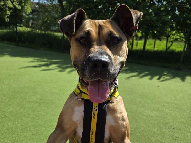 Lola for sale in Telford, Shropshire