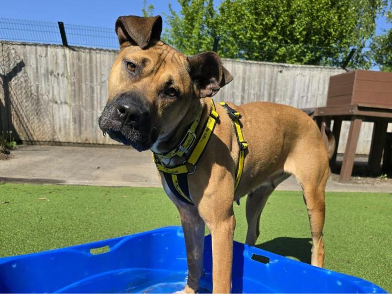 Lola for sale in Telford, Shropshire - Image 2