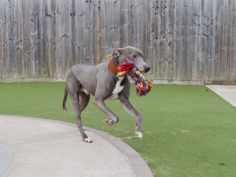 Gus | Lurcher | Evesham (Worcestershire) - 1