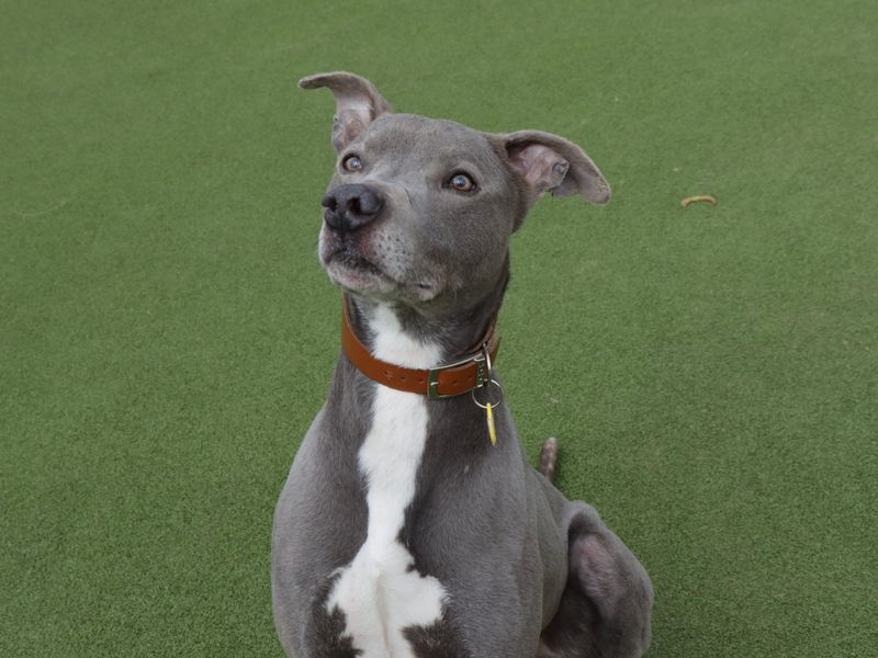 Gus | Lurcher | Evesham (Worcestershire) - 1