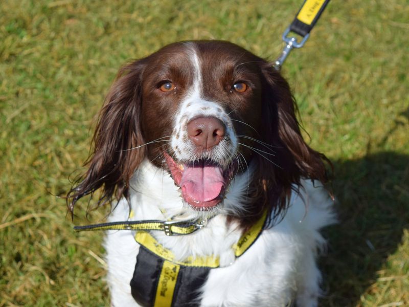 Luna | Spaniel (English Springer) | Harefield West London - 1