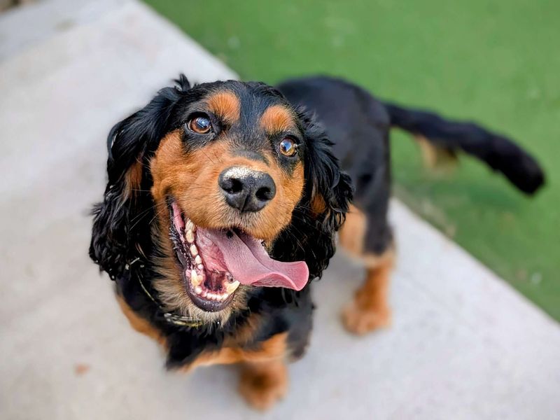 Cocker Spaniel for adoption in Cardiff, Glamorgan – 2 years old - Image 2 of 8