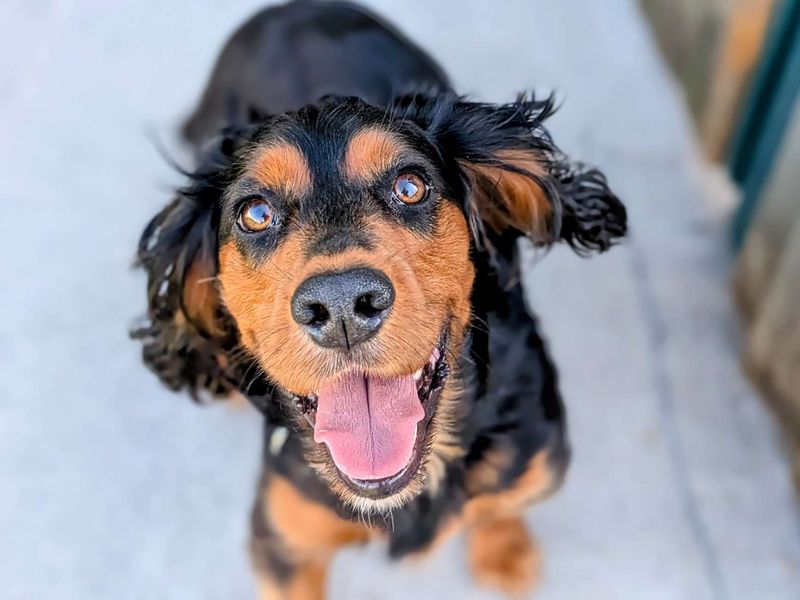 Cocker Spaniel for adoption in Cardiff, Glamorgan – 2 years old - Image 6 of 8