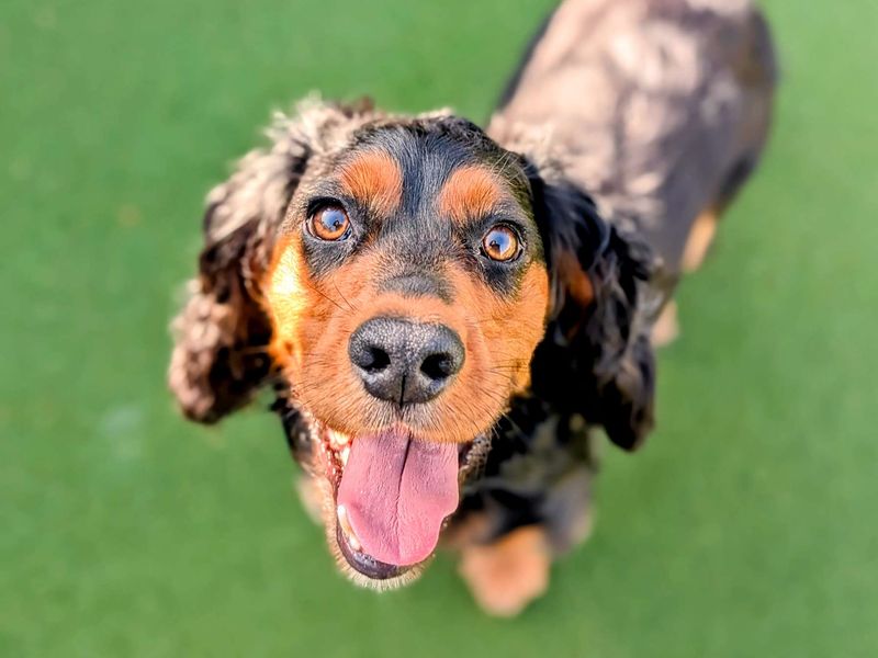 Cocker Spaniel for adoption in Cardiff, Glamorgan – 2 years old - Image 7 of 8
