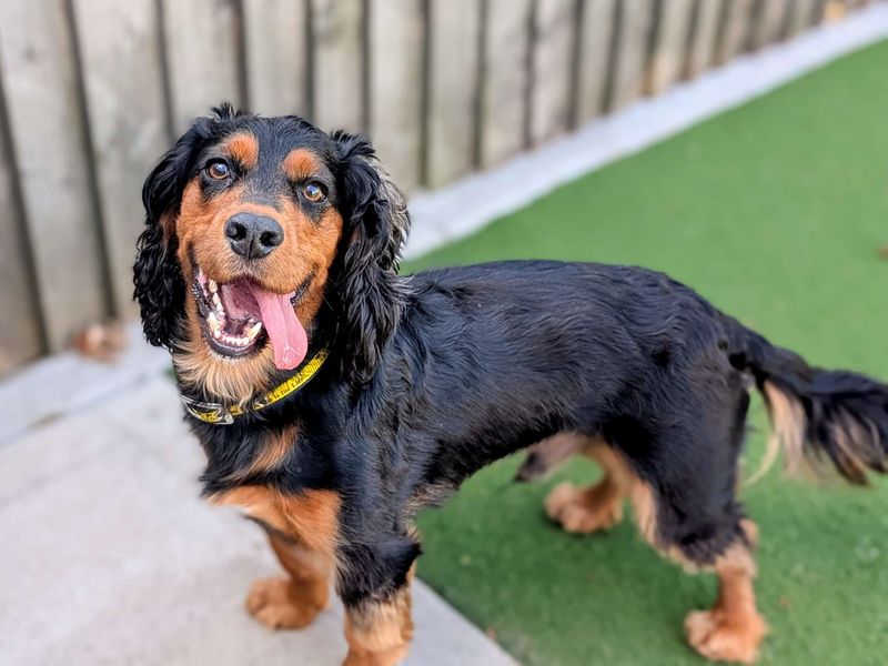 Cocker Spaniel for adoption in Cardiff, Glamorgan – 2 years old - Image 8 of 8