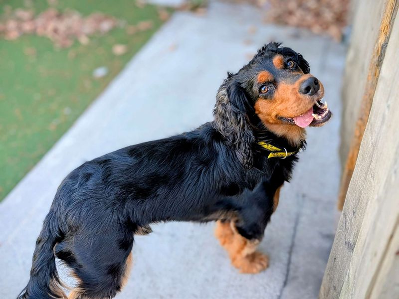 Cocker Spaniel for adoption in Cardiff, Glamorgan – 2 years old - Image 4 of 8