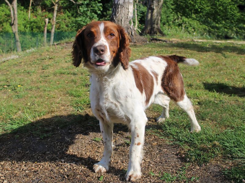 Springer Spaniel for adoption in Liverpool, Merseyside – 9 years old - Image 4 of 4