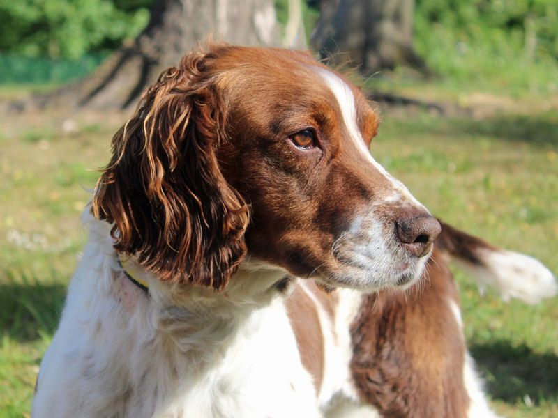 Max for sale in Liverpool, Merseyside