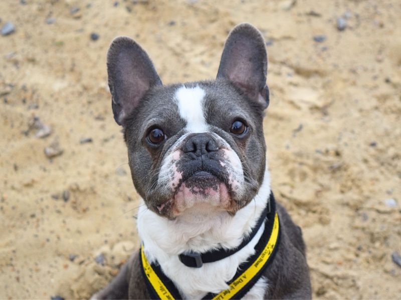 Donny | French Bulldog | Harefield West London - 1
