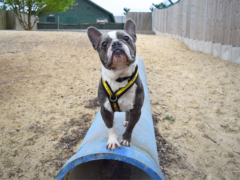 French Bulldog for adoption in Uxbridge, London – 5 years old - Image 2 of 2