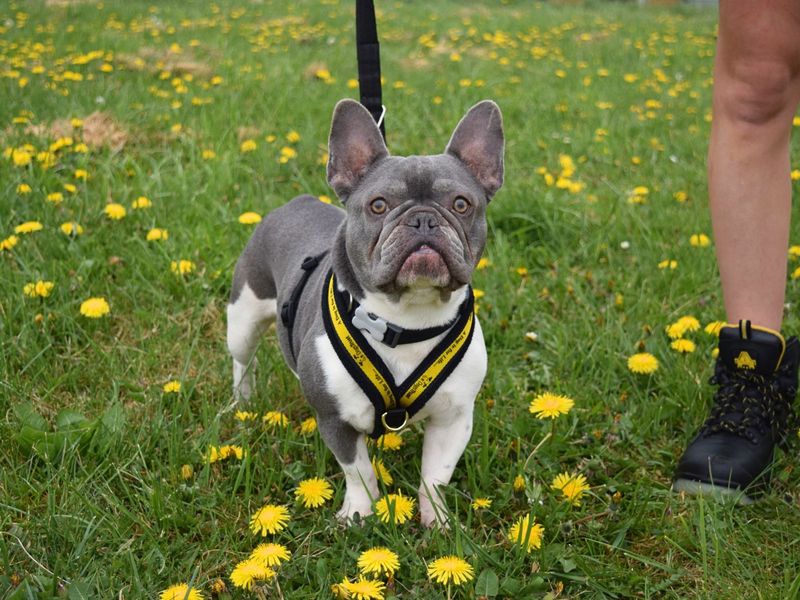 French Bulldog for adoption in Uxbridge, London – 3 years old - Image 2 of 2