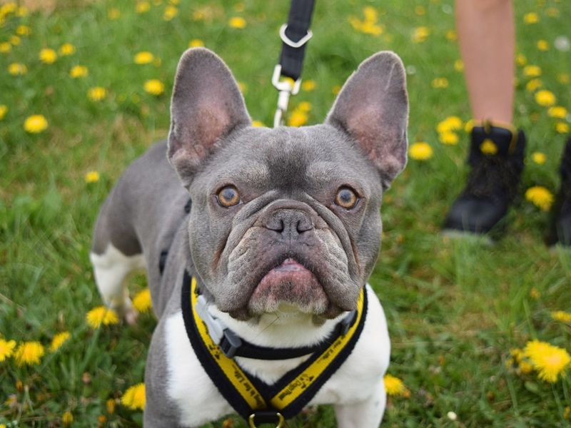 French Bulldog Dogs And Puppies For Adoption