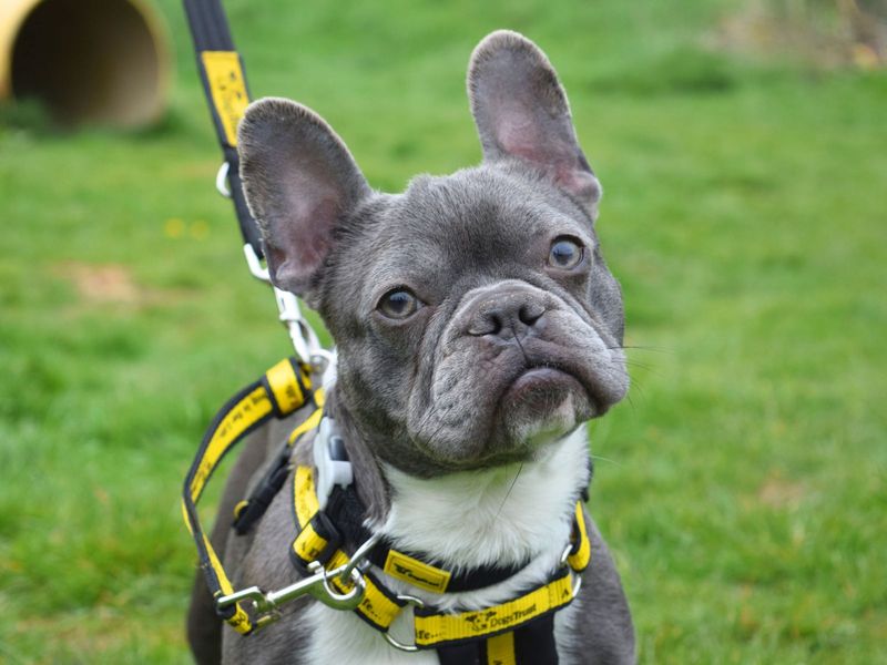Luna for sale in Uxbridge, London | Image 2
