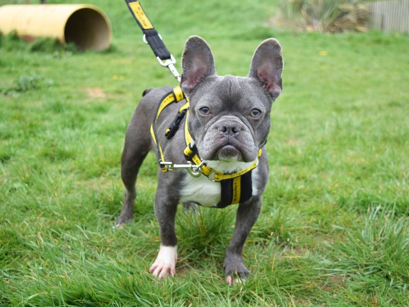 Luna for sale in Uxbridge, London