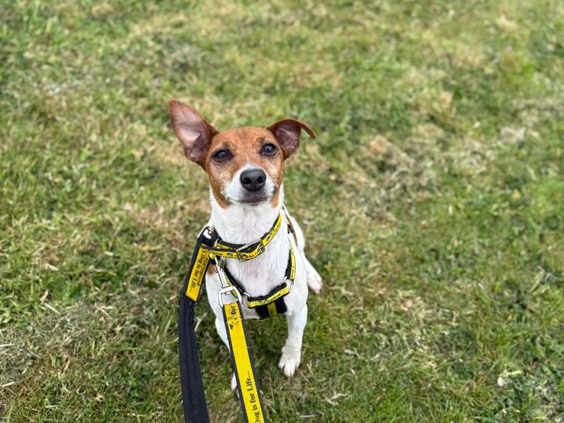 Polly for sale in Telford, Shropshire
