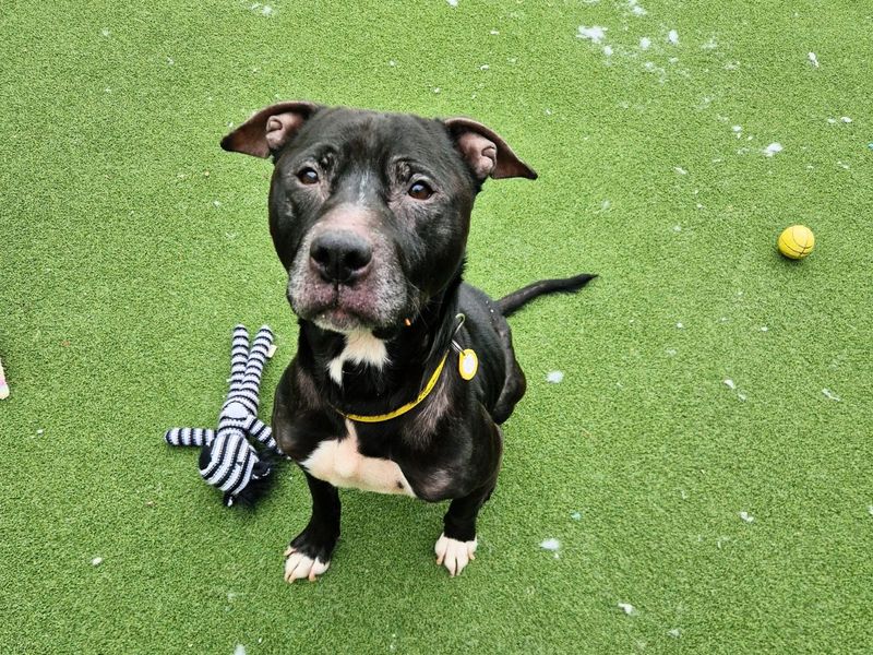 Staffordshire Bull Terrier for adoption in Newton Tony, Wiltshire – 9 years old - Image 3 of 3
