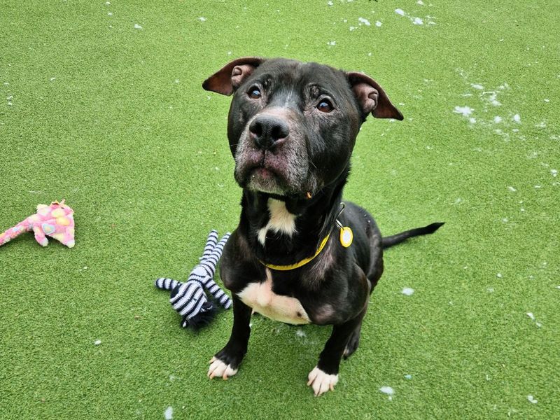 Staffordshire Bull Terrier for adoption in Newton Tony, Wiltshire – 9 years old - Image 2 of 3
