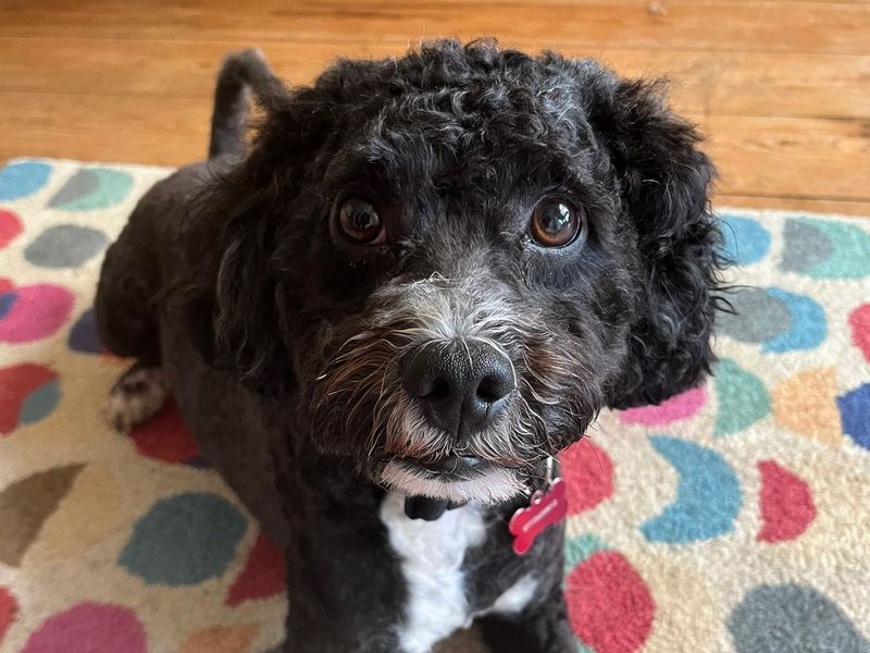 Cocker Spaniel for adoption in Shoreham by Sea, West Sussex – 2 years old