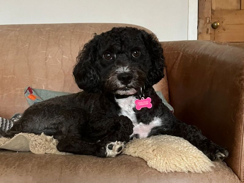 Cocker Spaniel for adoption in Shoreham by Sea, West Sussex – 2 years old - Image 6 of 6