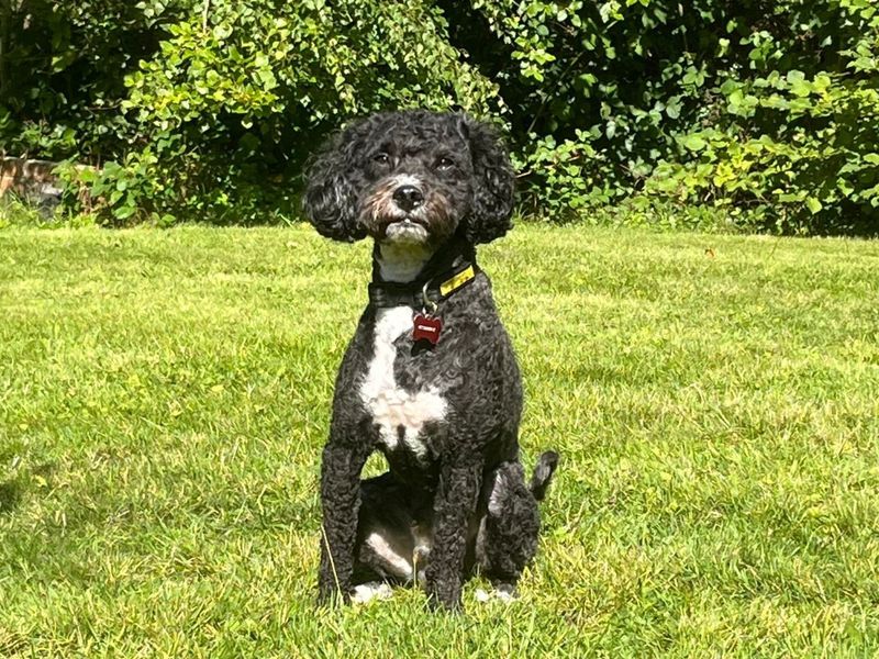 Cocker Spaniel for adoption in Shoreham by Sea, West Sussex – 2 years old - Image 2 of 6