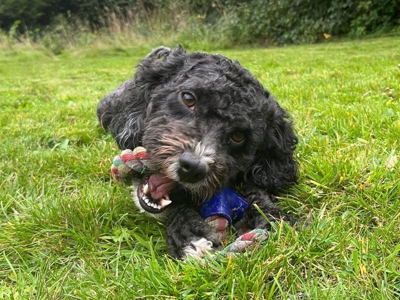 Cocker Spaniel for adoption in Shoreham by Sea, West Sussex – 2 years old - Image 4 of 6
