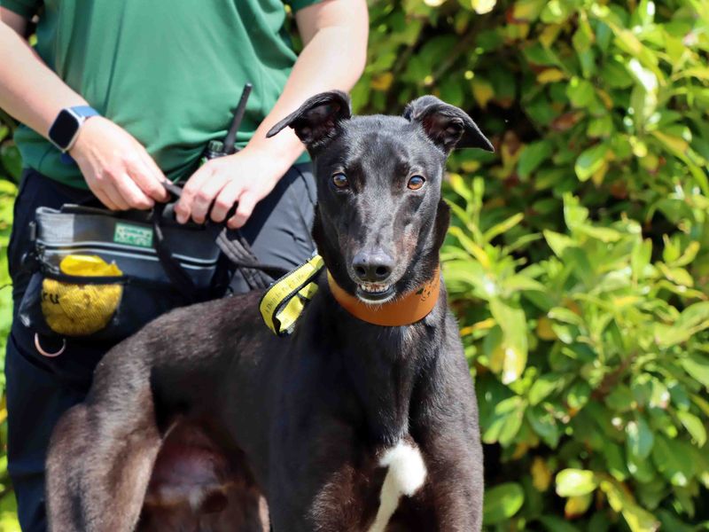 Larry for sale in Sadberge, Co Durham