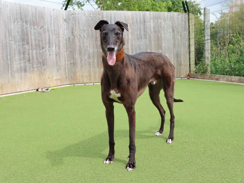 Greyhound for adoption in Sadberge, Co Durham – 4 years old - Image 2 of 3