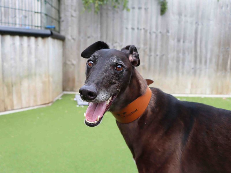 Greyhound for adoption in Sadberge, Co Durham – 4 years old