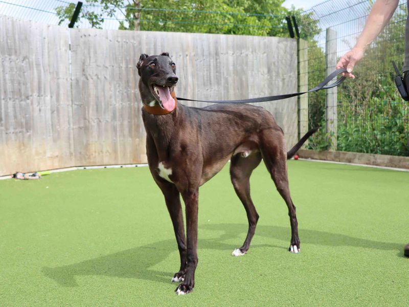 Greyhound for adoption in Sadberge, Co Durham – 4 years old - Image 3 of 3