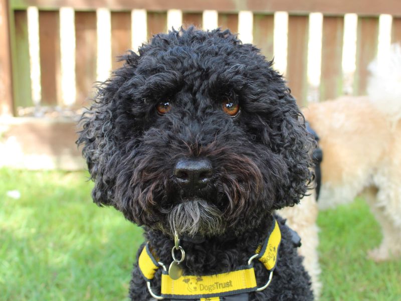 Barney | Spaniel (Cocker) Cross | Newbury (Berkshire) - 1