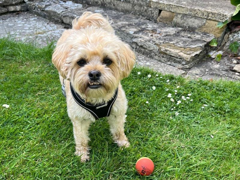Ralph | Shih Tzu Cross | Newbury (Berkshire) - 1