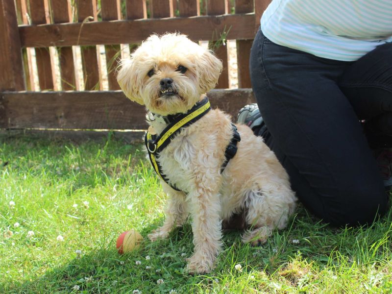 Ralph | Shih Tzu Cross | Newbury (Berkshire) - 1