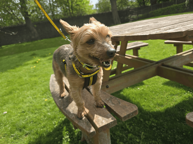 Yorkshire Terrier for adoption in , – 9 years old - Image 3 of 6