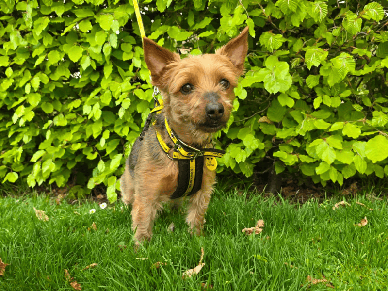 Polly | Terrier (Yorkshire) | Dundee rehoming - 1