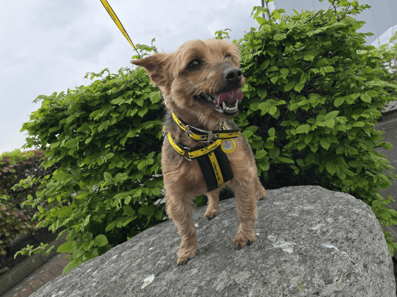 Yorkshire Terrier for adoption in , – 9 years old - Image 6 of 6