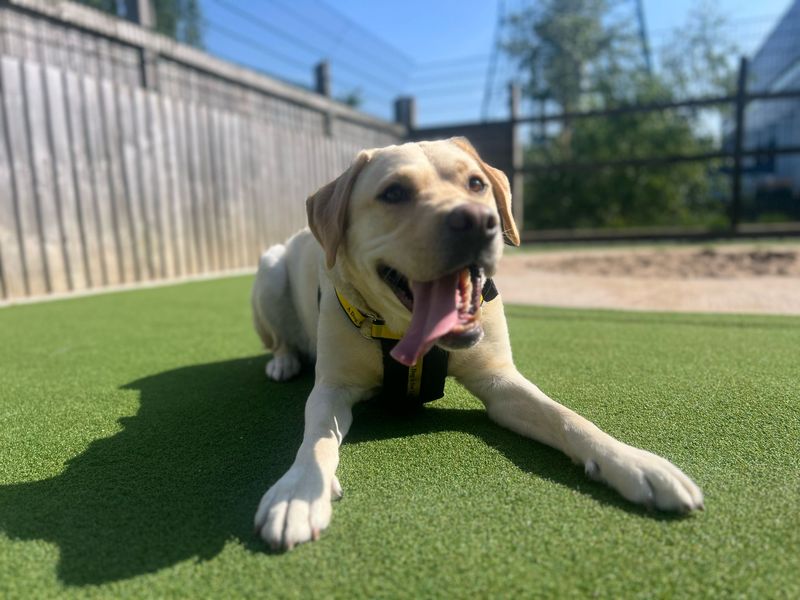 Joey | Retriever (Labrador) | Cardiff - 1