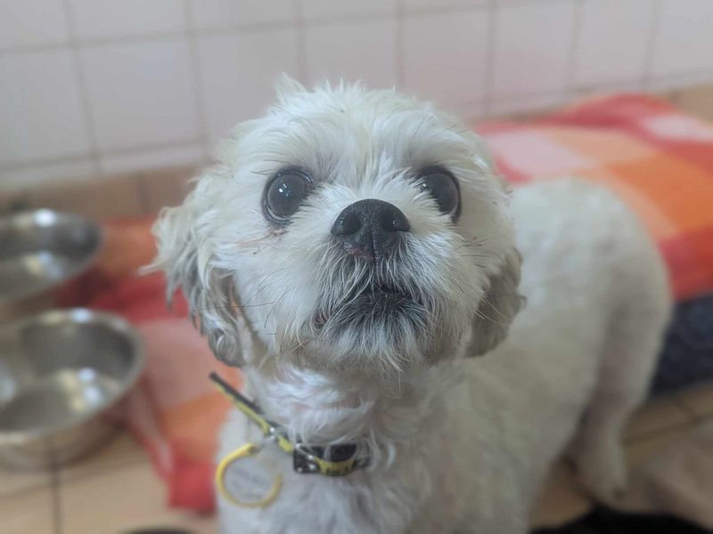 Annie for sale in Mid Glamorgan, Wales