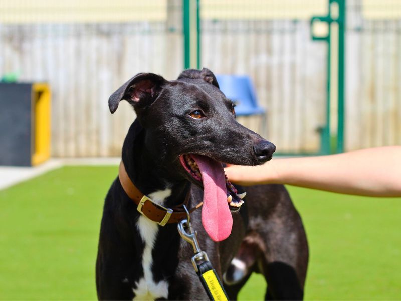Ozzy | Lurcher Cross | Manchester - 1