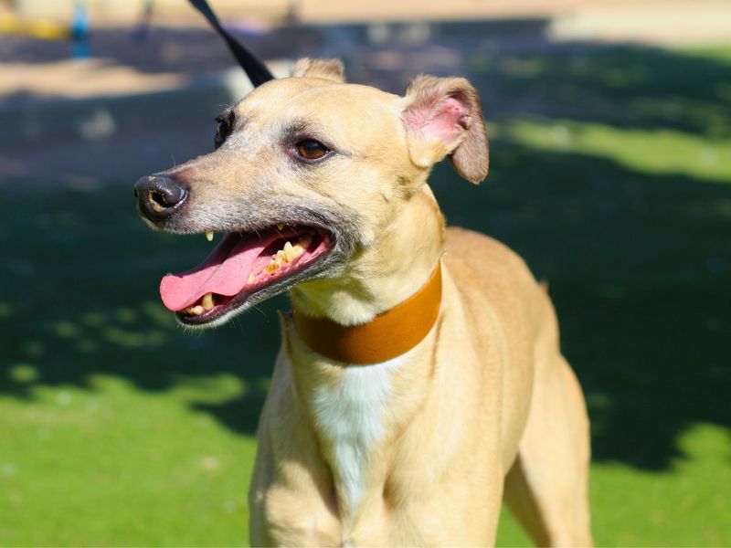 Cosmo | Lurcher Cross | Manchester - 1