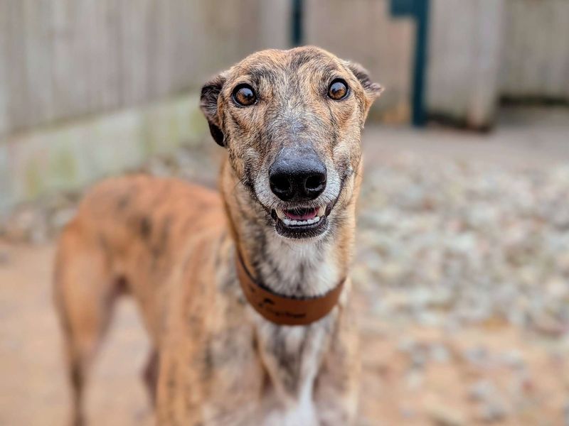 Greyhound for adoption in Cardiff, Glamorgan – 2 years old - Image 6 of 6