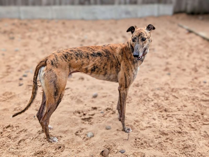 Diego for sale in Cardiff, Glamorgan | Image 3