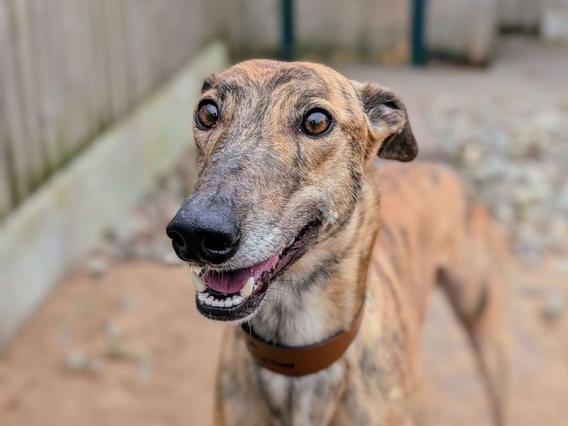 Greyhound Dogs And Puppies For Adoption