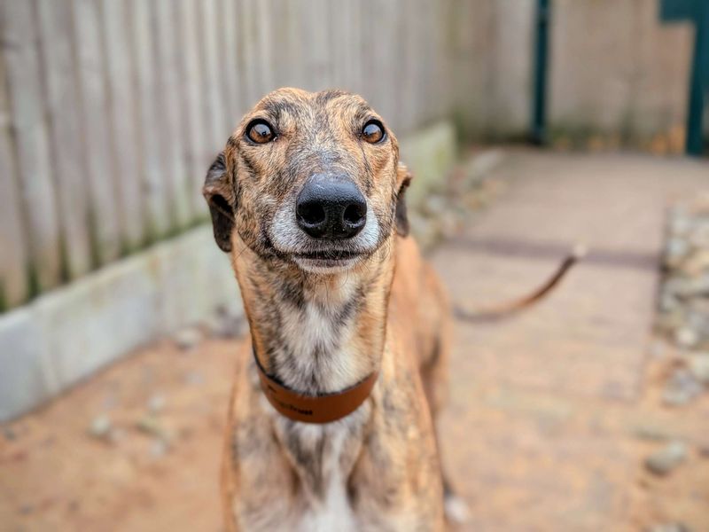 Diego for sale in Cardiff, Glamorgan | Image 2