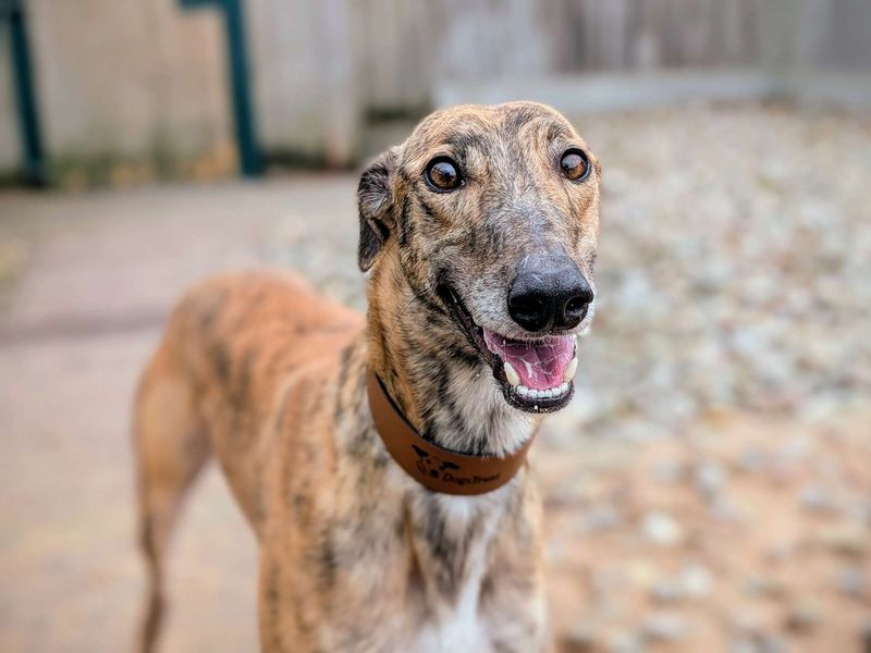 Greyhound for adoption in Cardiff, Glamorgan – 2 years old - Image 4 of 6