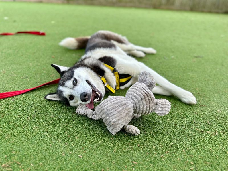 Oreo | Siberian Husky Cross | Canterbury - 1