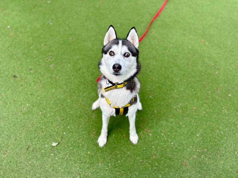 Siberian Husky for adoption in Chestfield, Kent – 2 years old - Image 2 of 3