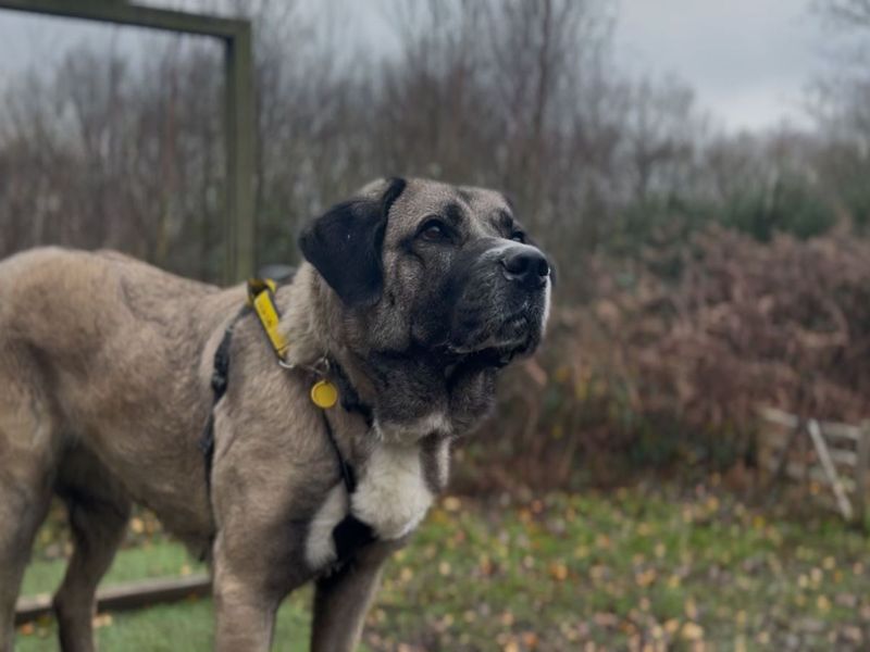 Leyla, a 4 years old female Turkish Kangal Dog available for adoption from Dogs Trust in Canterbury, Kent