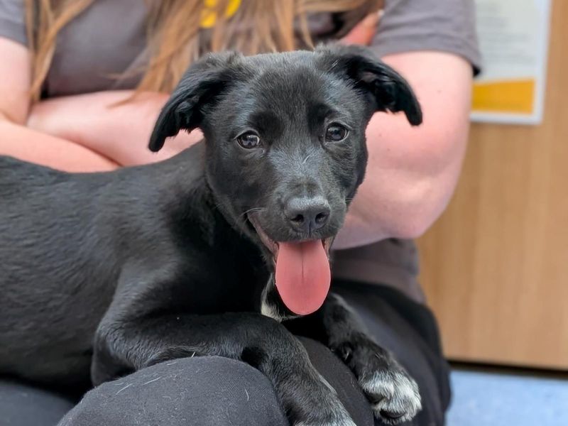 Border Collie Dogs And Puppies For Adoption