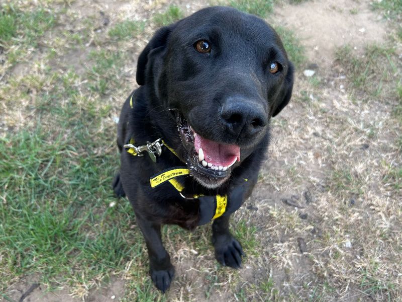 Bobby | Retriever (Labrador) | Snetterton (Norfolk) - 1
